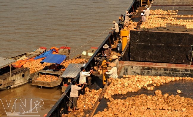 Festival del Coco 2012: oportunidad para elevar su valor económico - ảnh 1